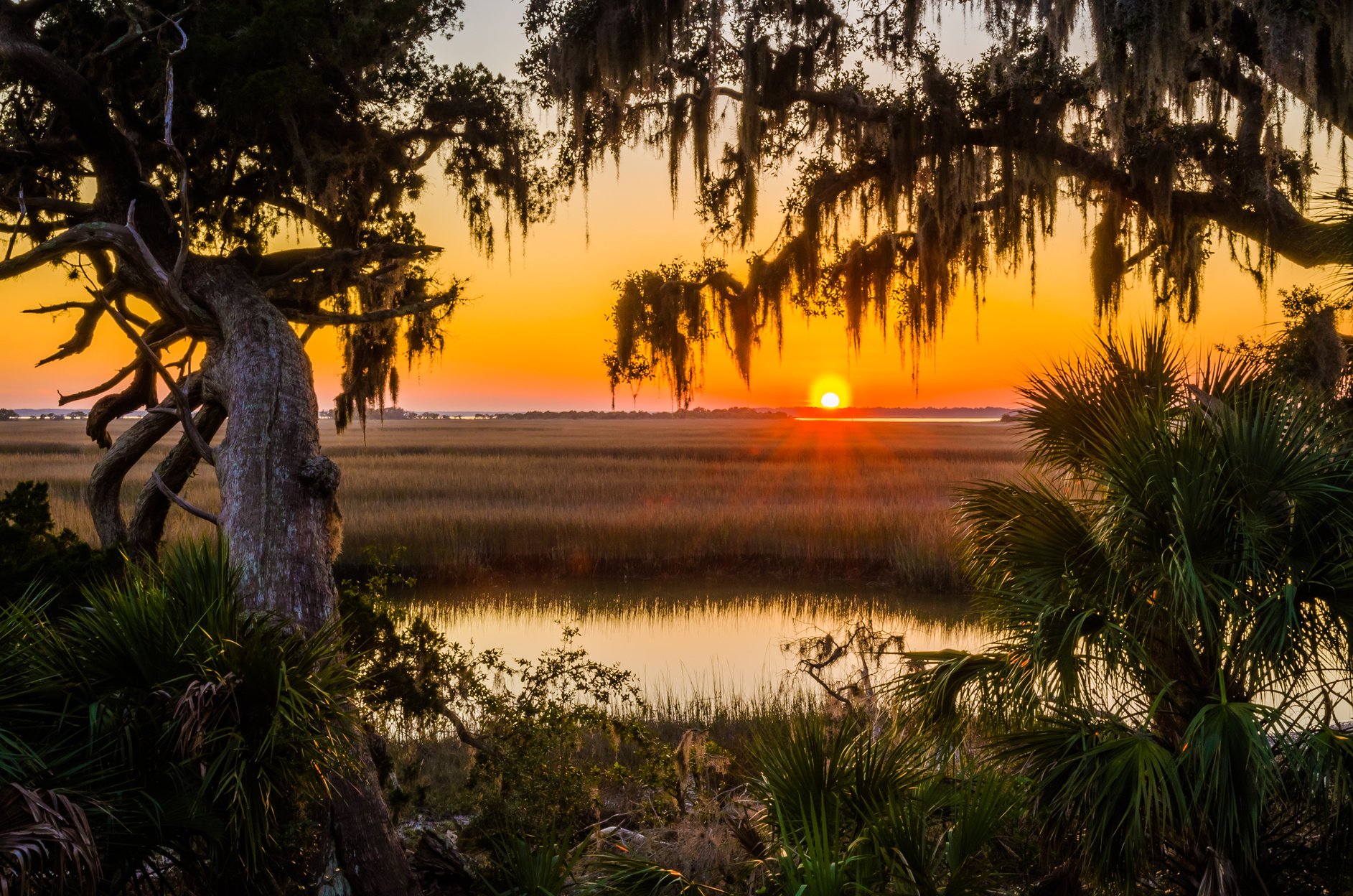 Salt Marsh